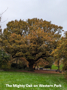 Might Oak 1 Might Oak 1