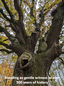Might Oak 2 Might Oak 2
